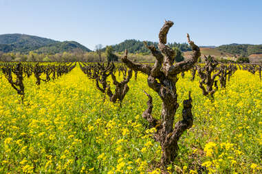 Sonoma County, CA