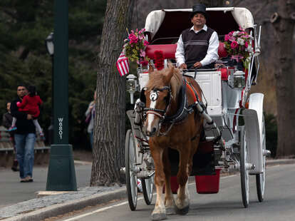 Horse and carriage driver in new york