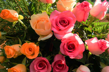 roses close up
