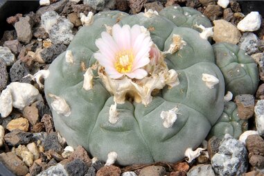 Mescaline peyote cactus