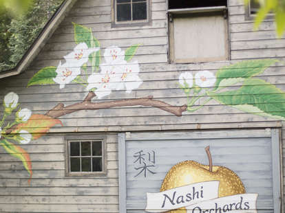 Nashi Orchards