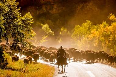 South Dakota Buffalo Roundup