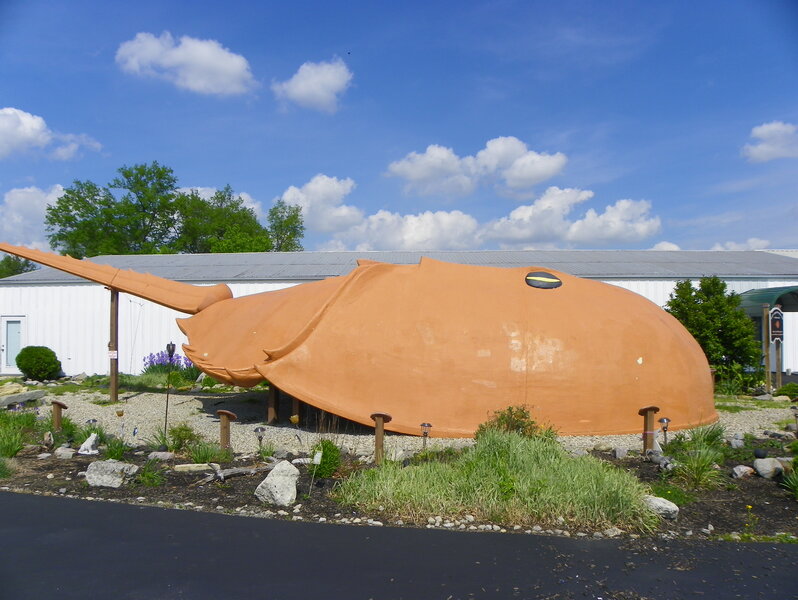 World's Largest Horseshoe Crab A Other in Hillsboro, OH Thrillist