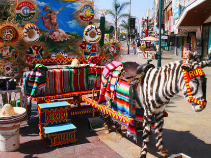 donkey zebra in Tijuana, Mexico