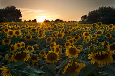 Kansas sunflower field