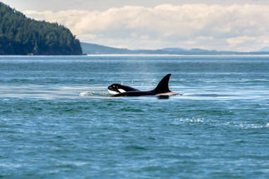 Alaska whale