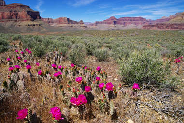 Arizona flowers