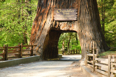 chandelier tree
