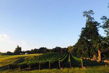 Greenhill winery, Virginia