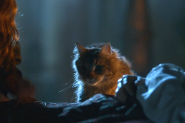 ser pounce game of thrones