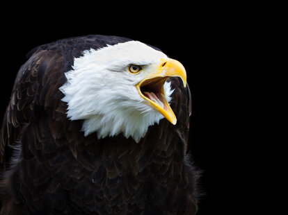 bald eagle