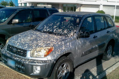 Don’t Park Under a Tree, Ok?