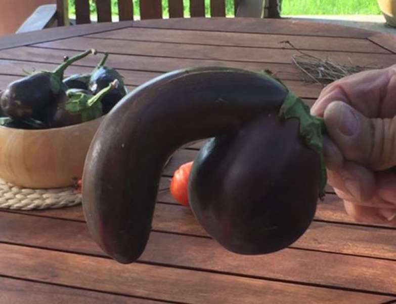 Eggplant Shaped Like Penis on Sale - Thrillist