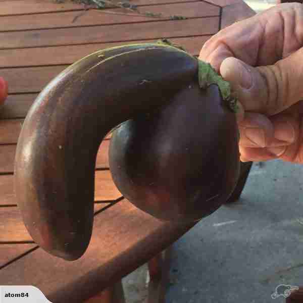 Eggplant Penis 26