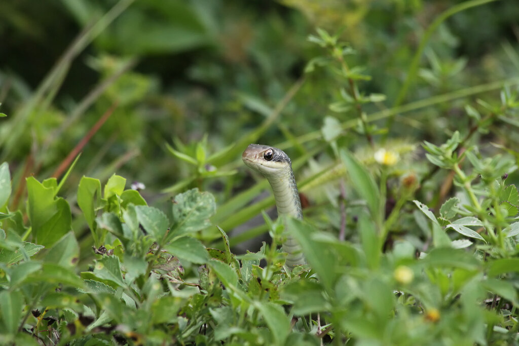Everglades snake
