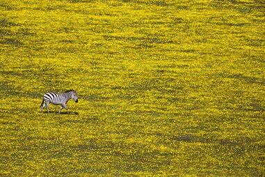 Serengeti National Park National Geographic
