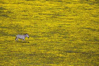 Serengeti National Park National Geographic