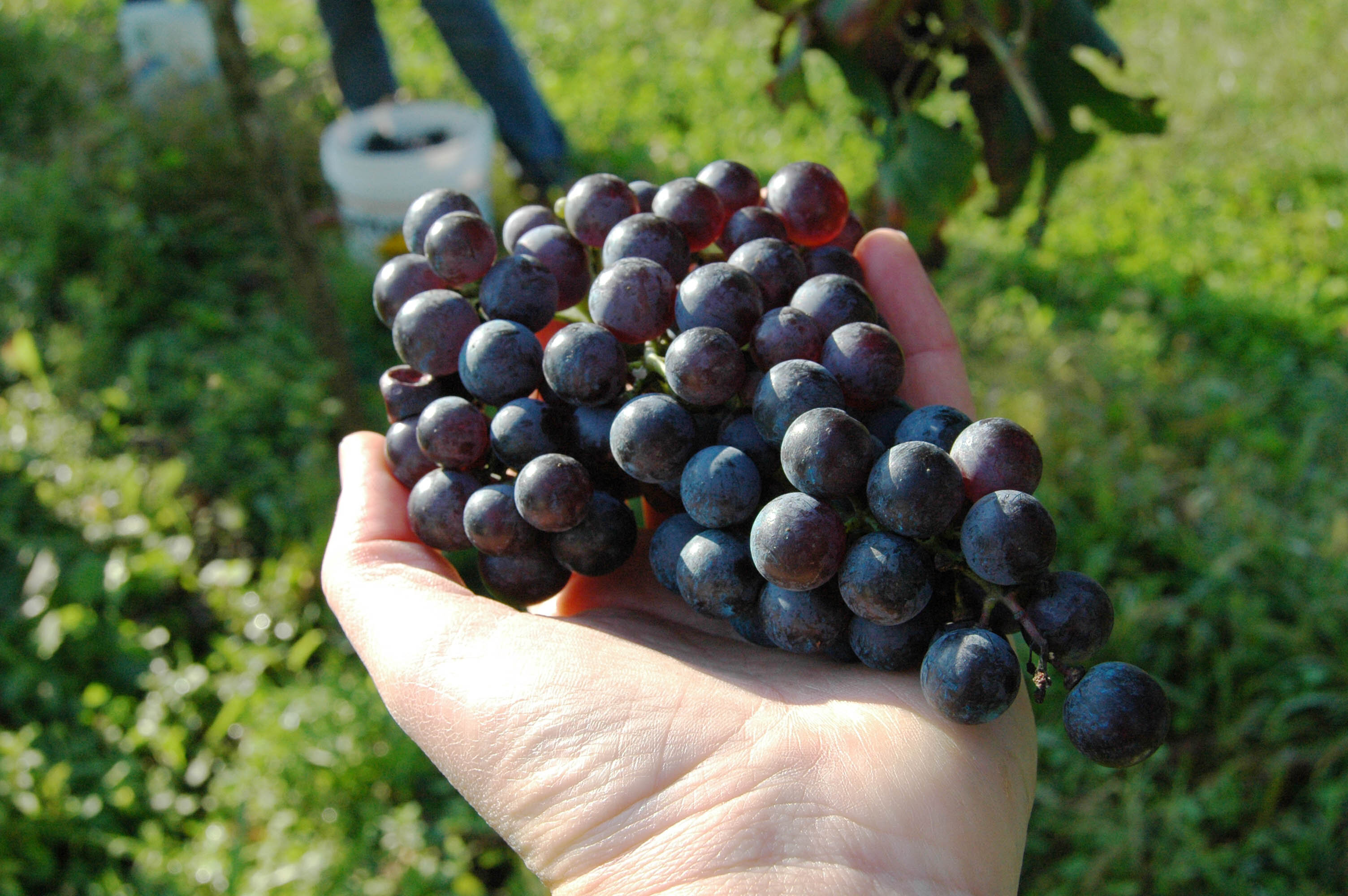 vineyard aviano italy