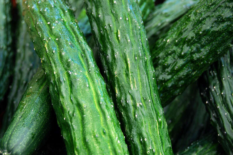 burpless cucumbers