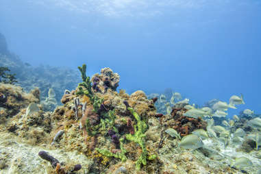 Coral Reef