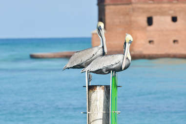 Birds Dry Tortugas birdwatching