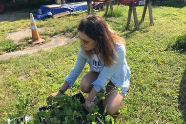 Lineup Brewing's Katarina Martinez at a hop farm