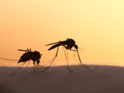 mosquitos zika virus