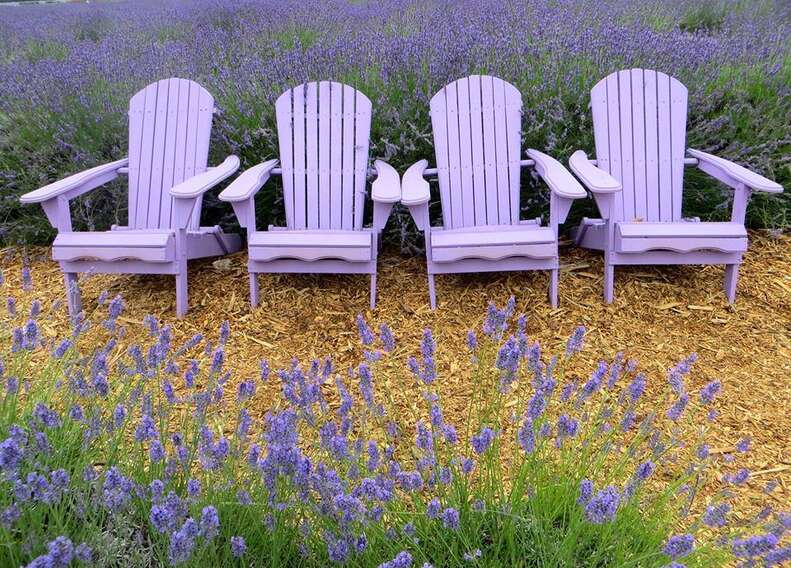 Lavender By the Bay