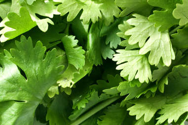 coriander