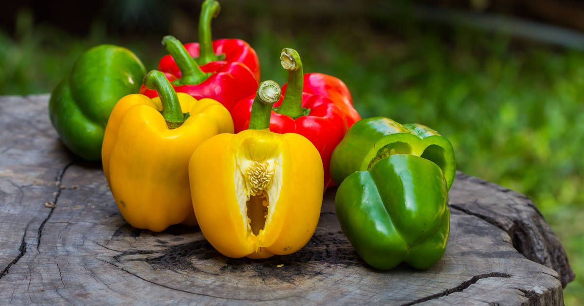 are green peppers good for dog