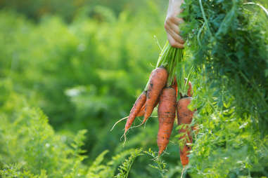 carrots from a garden