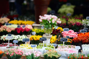 Amsterdam Tulips