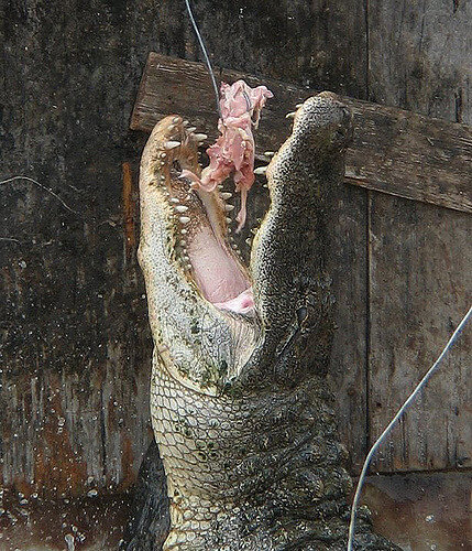 Natchitoches gator park