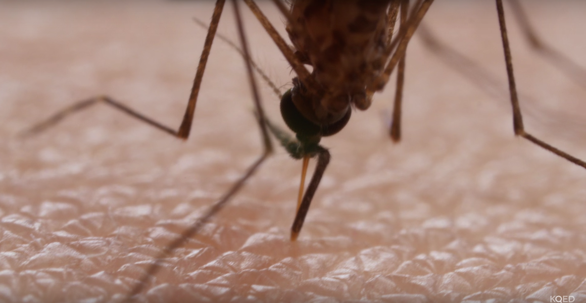 How Mosquitoes Suck Blood (Video) - Thrillist