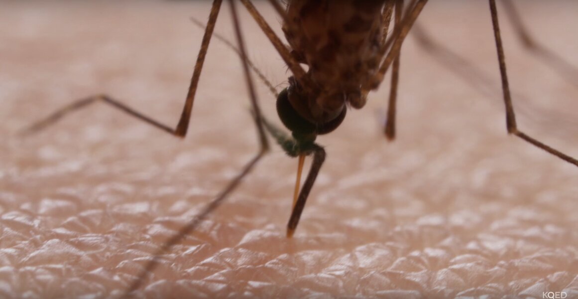 How Mosquitoes Suck Blood Video Thrillist   Scale;;webp=auto;jpeg Quality=85 