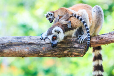 madagascar lemur