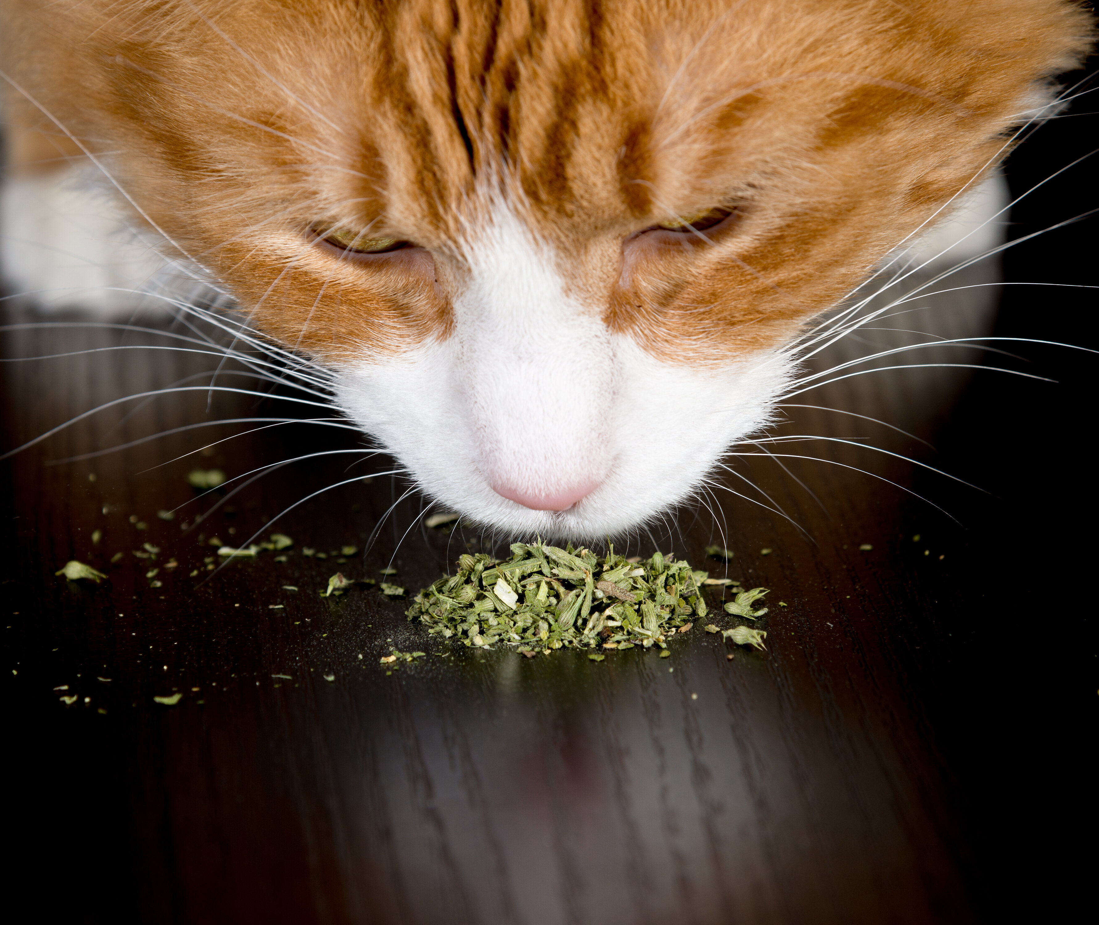cat nip