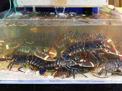 tank of lobsters