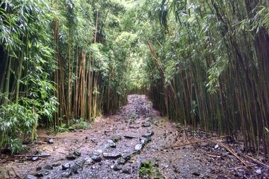 Pipiwai Trail in Maui