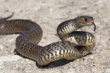 smooth snake