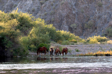 Salt River horses