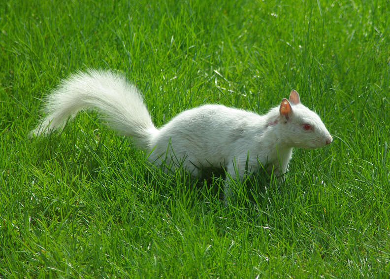 An albino squirrel 