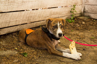 Brooklyn animal rescue