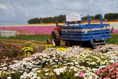 Flower Fields Carlsbad Ranch