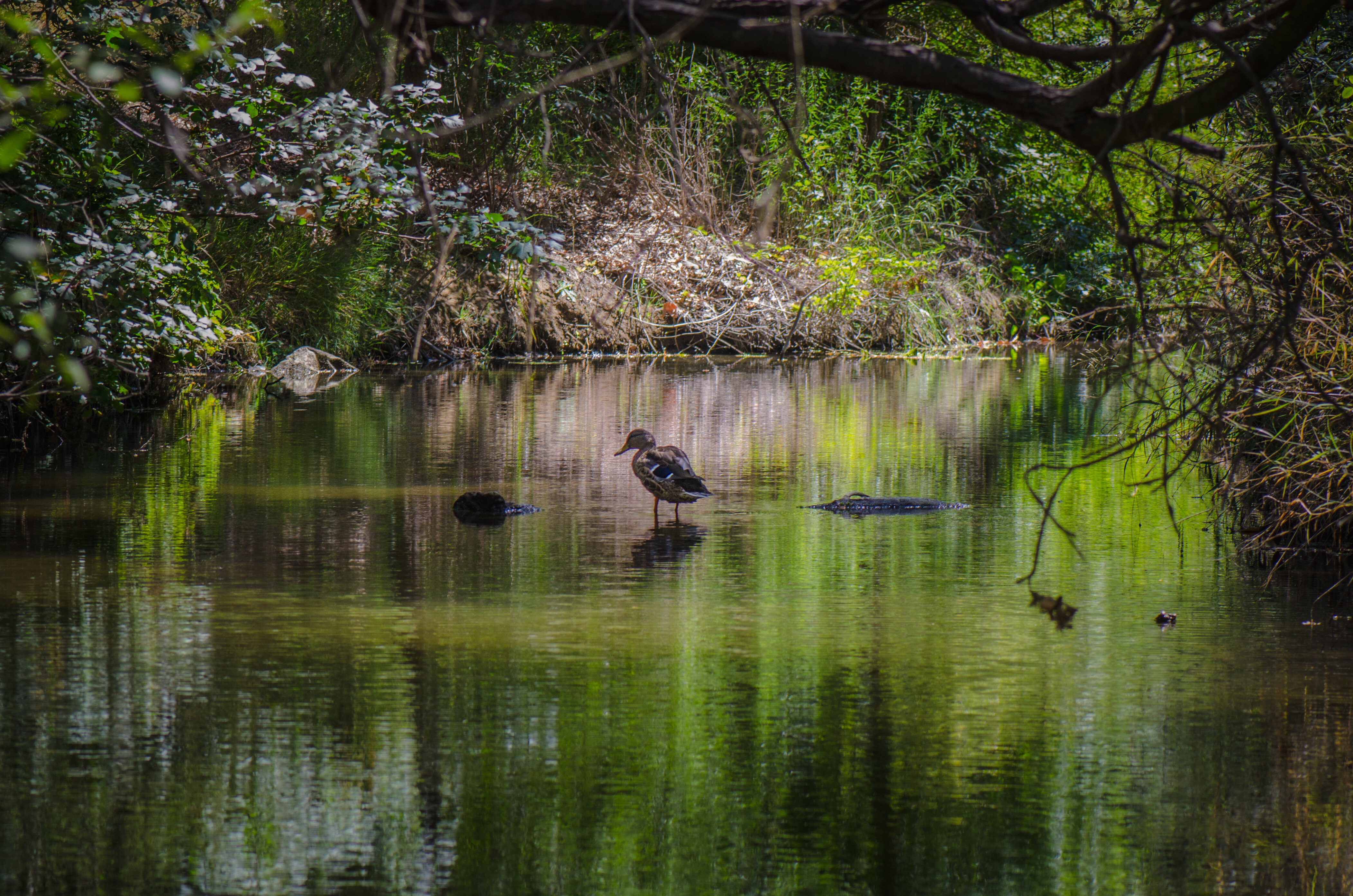 Wildwood Regional Park