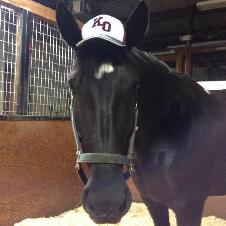 B.B. The Police Horse