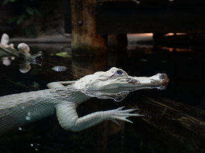 White Alligator