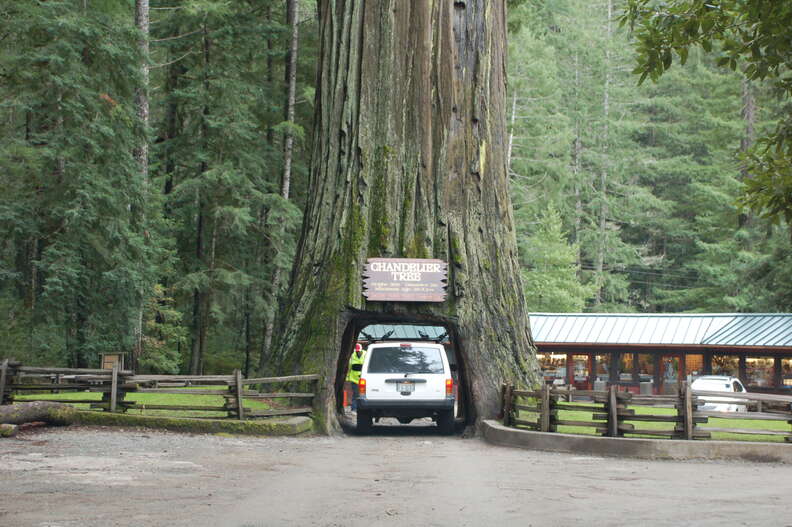 Chandelier Drive-Thru Tree in SF 