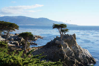 The Lone Cypress in California