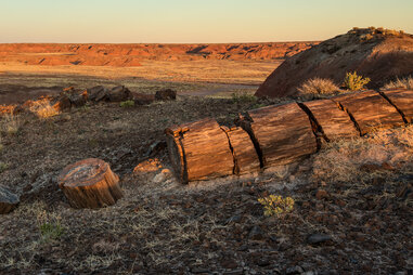 A petrified forest in California
